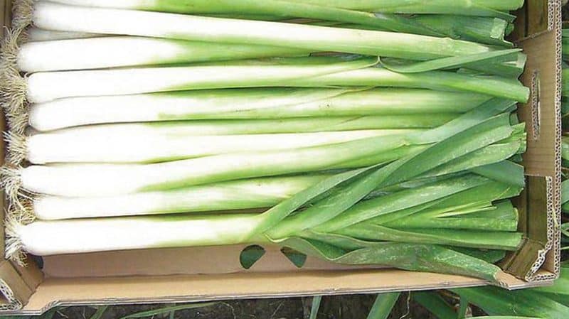 Kailan mag-aani ng mga leeks at kung paano iimbak ang mga ito