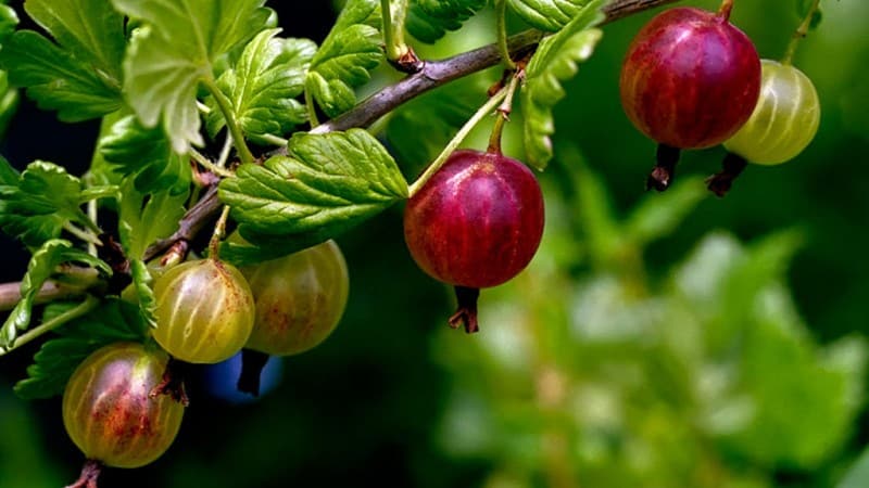 Groselha comum é uma baga ou fruta, sua aparência, onde cresce e como é chamada de forma diferente