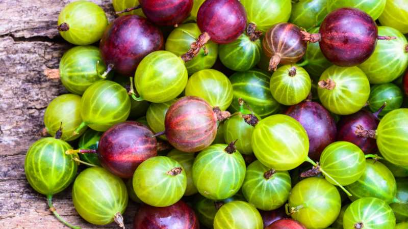 L'uva spina comune è una bacca o un frutto, come appare, dove cresce e come viene chiamata diversamente