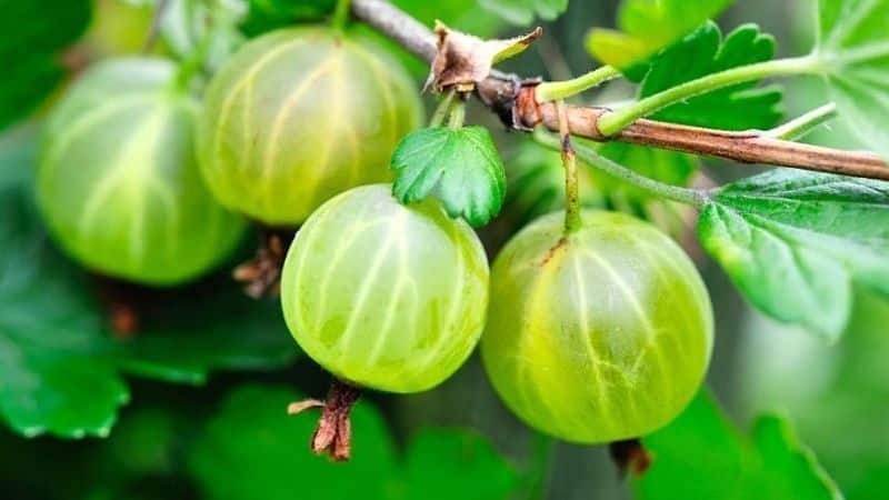 La grosella espinosa és una baia o fruita, com es veu, on creix i com s'anomena diferent