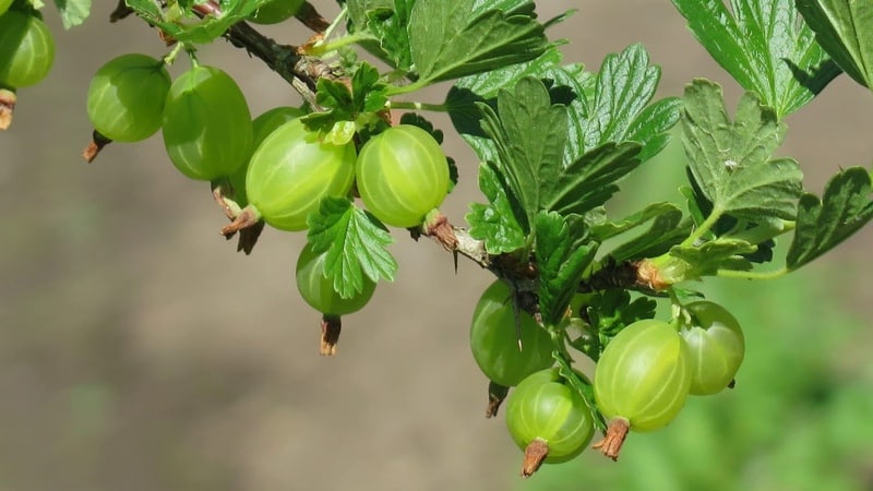 Gooseberry yang paling manis dan terbesar: perihalan jenis