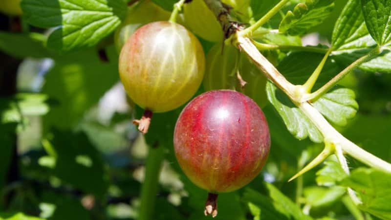 Medicinal properties and contraindications of gooseberry berries and leaves