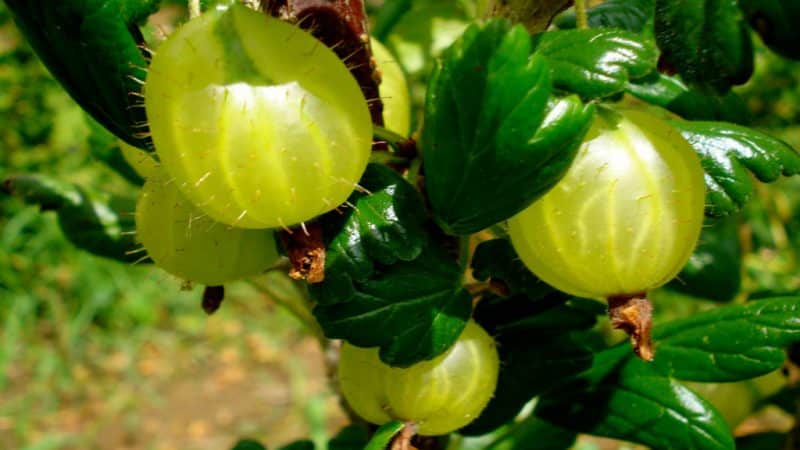 Gooseberry yang paling manis dan terbesar: perihalan jenis