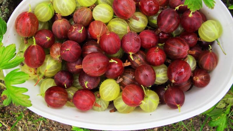 Medicinal properties and contraindications of gooseberry berries and leaves