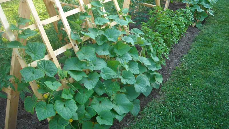 Les meilleures variétés hollandaises de concombres pour serres et pleine terre