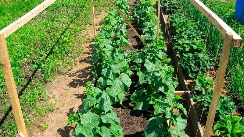 The best Dutch varieties of cucumbers for greenhouses and open ground