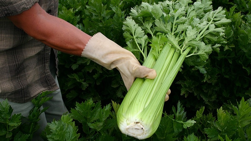 Celery stalk - how to eat it correctly