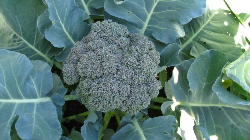 The best varieties and hybrids of broccoli for Siberia and features of their cultivation