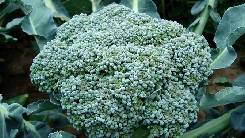 The best varieties and hybrids of broccoli for Siberia and features of their cultivation