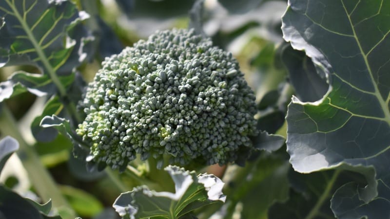 The best varieties and hybrids of broccoli for Siberia and features of their cultivation