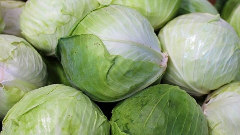 A selection of the best varieties of cabbage for pickling and storing for the winter