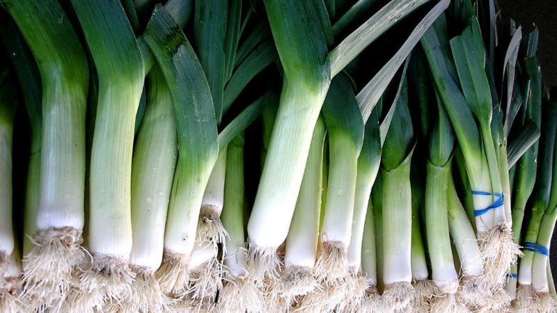 Kailan mag-aani ng mga leeks at kung paano iimbak ang mga ito