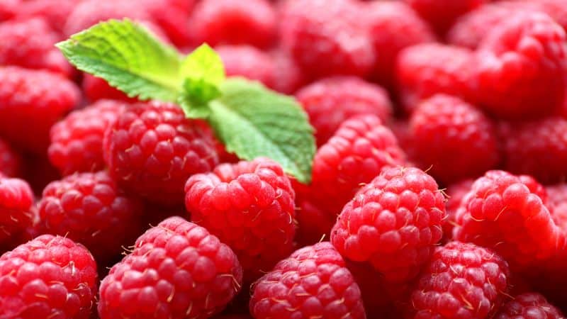 Mga raspberry: mga kapaki-pakinabang na katangian ng berry at posibleng pinsala