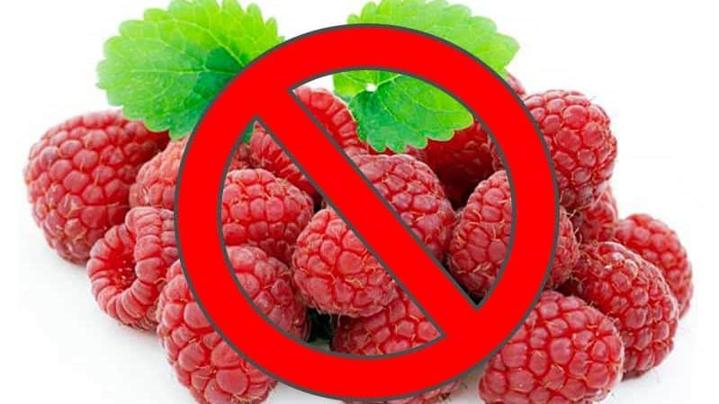 Raspberries: beneficial properties of the berry and possible harm