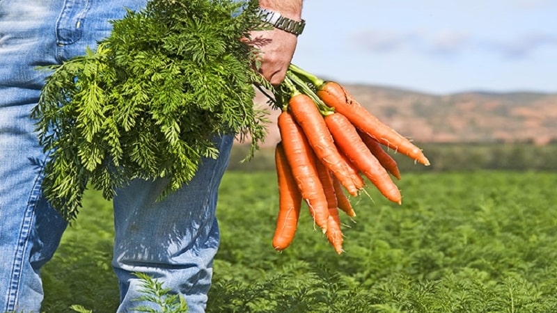 Las zanahorias son las mejores amigas de la potencia masculina.