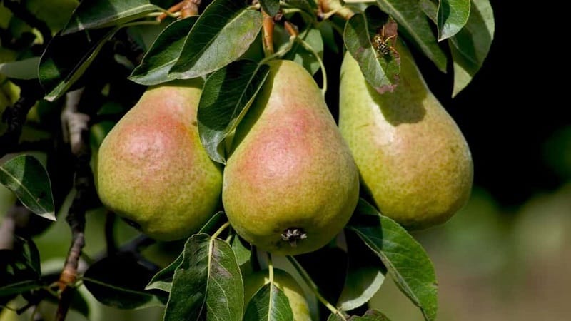 Frost-resistant high-yielding pear variety Cathedral