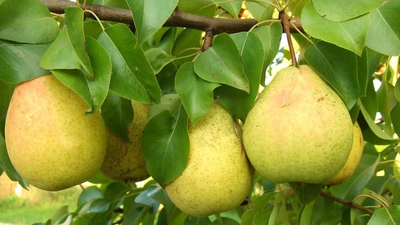 Frost-resistant high-yielding pear variety Cathedral