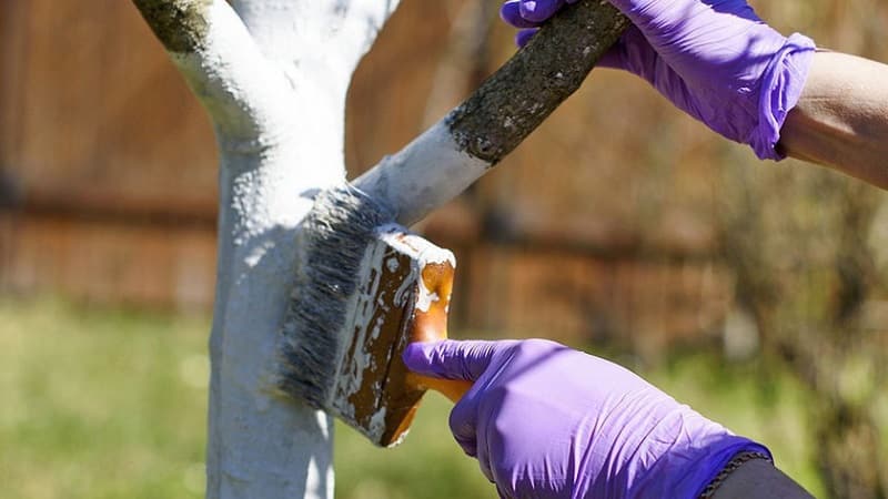 Varietà di pere Cattedrale ad alto rendimento resistente al gelo