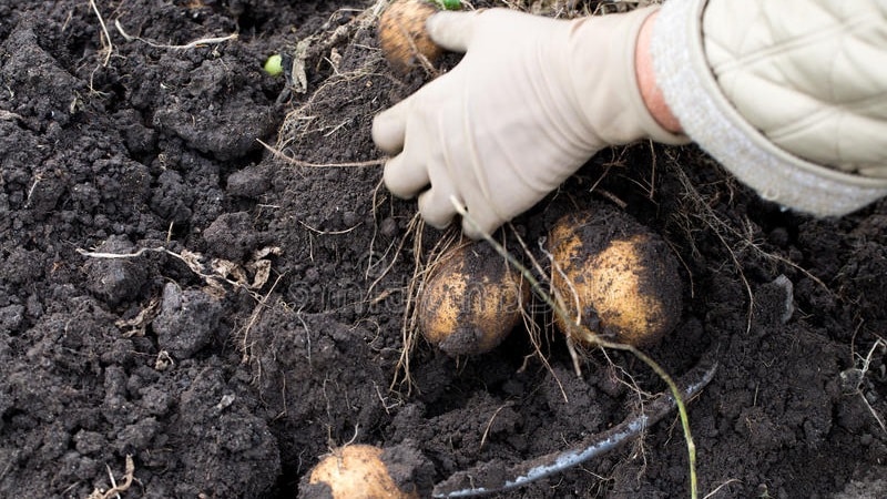 ¿Es posible comer patatas blandas y por qué se marchitan en la tierra?