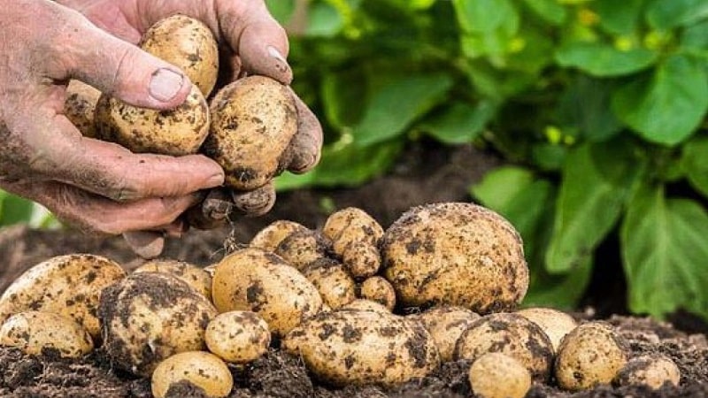 ¿Es posible comer patatas blandas y por qué se marchitan en la tierra?