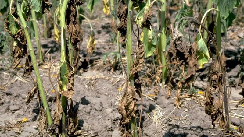 Is it possible to eat soft potatoes and why do they wither in the ground?