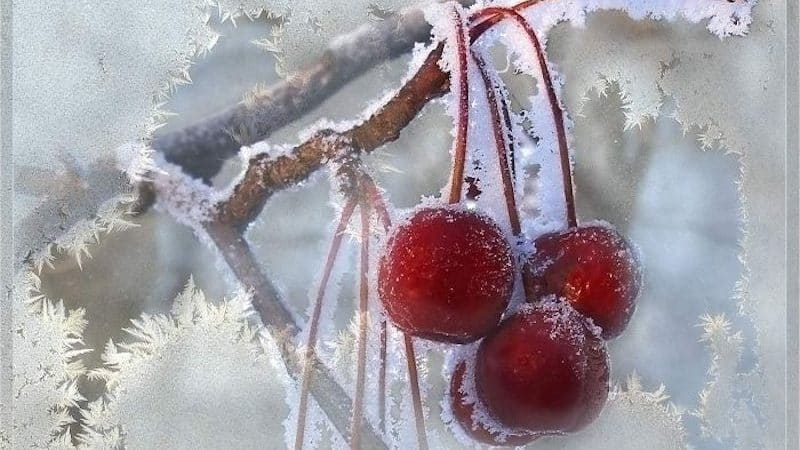 Repasuhin ang pinakamahusay na winter-hardy cherry varieties at pamantayan para sa kanilang pagpili