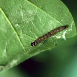 Spring treatment of honeysuckle from pests and diseases