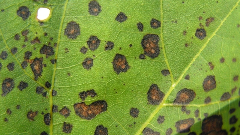 Spring treatment of honeysuckle from pests and diseases