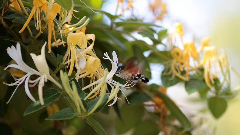 Característiques i regles per al cultiu de lligabosc japonès (varietats Aureoreticulata, Khaliana, Purpurea, Variegat)