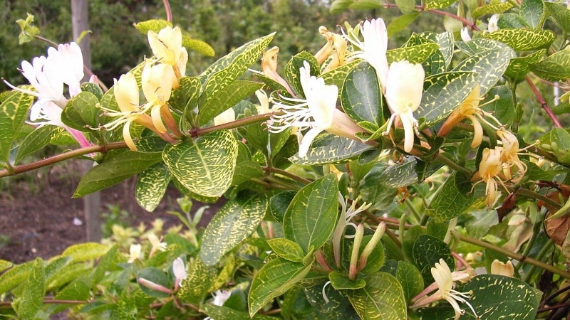 Funktioner och regler för att odla japansk kaprifol (sorter Aureoreticulata, Khaliana, Purpurea, Variegated)