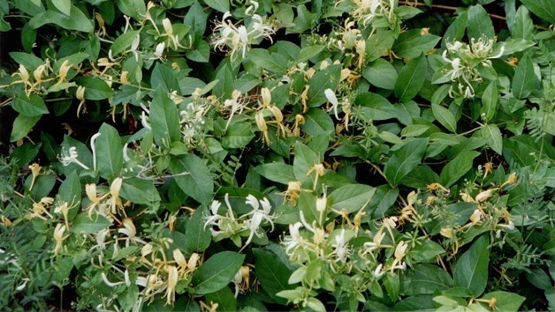 Funktioner och regler för att odla japansk kaprifol (sorter Aureoreticulata, Khaliana, Purpurea, Variegated)