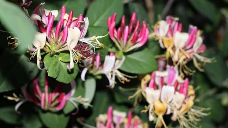 Mga tampok at panuntunan para sa paglaki ng Japanese honeysuckle (varieties Aureoreticulata, Khaliana, Purpurea, Variegated)