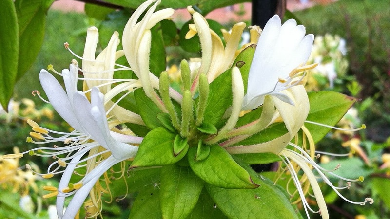 Features and rules for growing Japanese honeysuckle (varieties Aureoreticulata, Khaliana, Purpurea, Variegated)