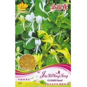 Features and rules for growing Japanese honeysuckle (varieties Aureoreticulata, Khaliana, Purpurea, Variegated)