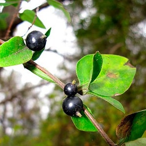 Japāņu sausserža (šķirnes Aureoreticulata, Khaliana, Purpurea, Variegated) audzēšanas pazīmes un noteikumi