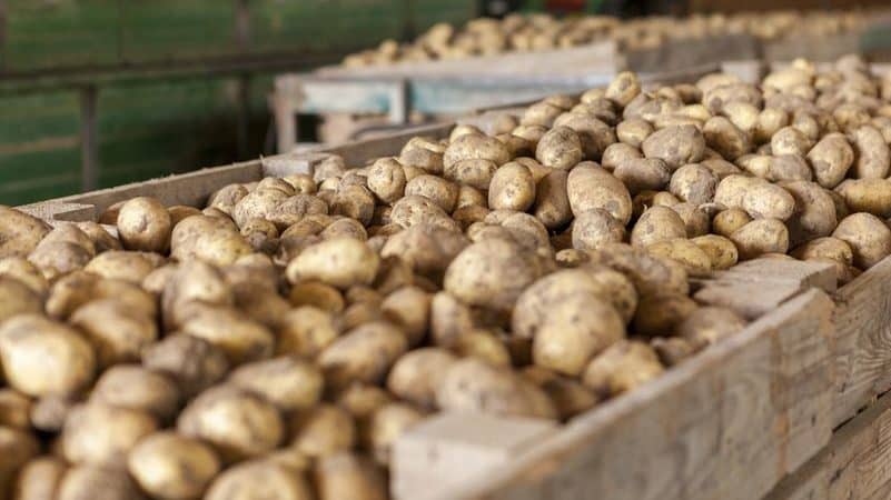 Merkmale der richtigen Kartoffellagerung: von A bis Z