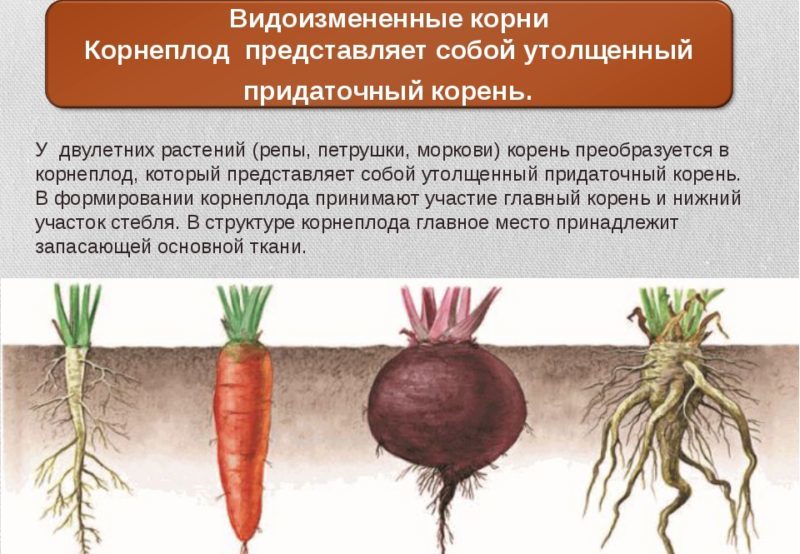 Let's look at the structure of the carrot root system - what are its features?