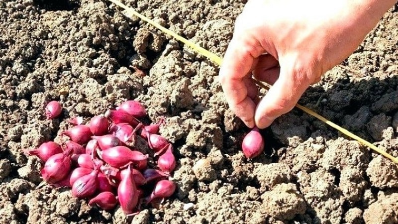 Merkmale des Anbaus und wohltuende Eigenschaften roter Zwiebeln