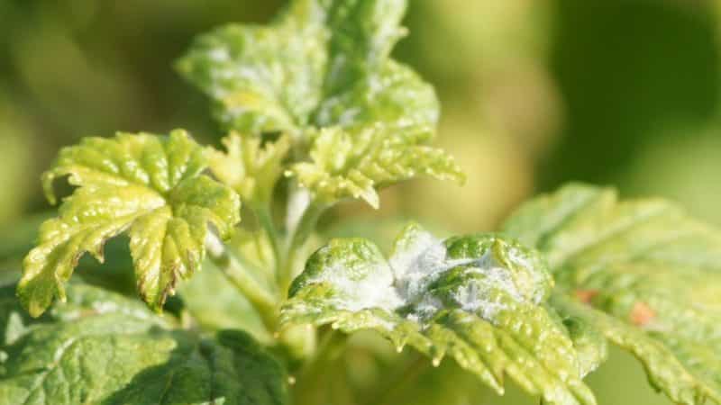 Die wirksamsten Volksheilmittel gegen Mehltau an Johannisbeeren