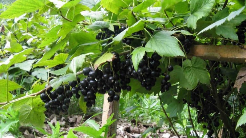 Die wirksamsten Volksheilmittel gegen Mehltau an Johannisbeeren