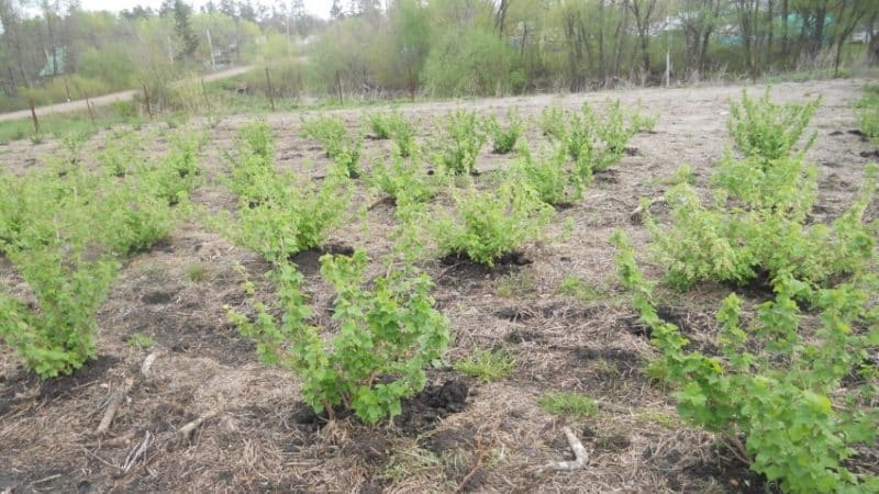 Els remeis populars més efectius per al mildiu en pols de groselles