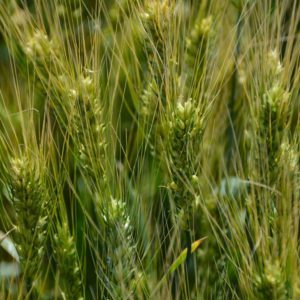 Description of the variety and characteristics of winter wheat Ermak