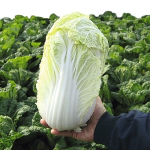 Harvesting in a timely manner: when to harvest Chinese cabbage from the garden and what determines the harvest time