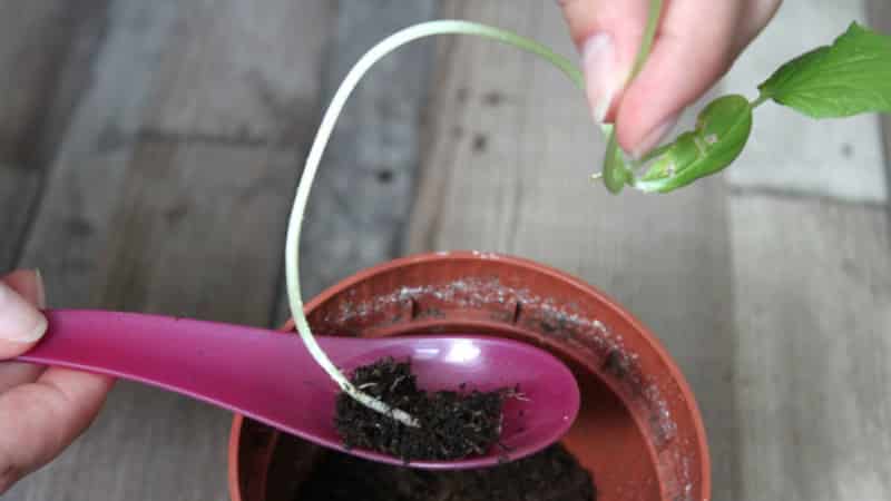 Pourquoi les plants de concombre s'étirent et comment les cultiver correctement pour éviter cela