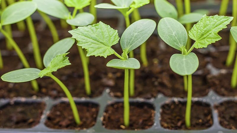 Por que as mudas de pepino se esticam e como cultivá-las corretamente para evitar isso