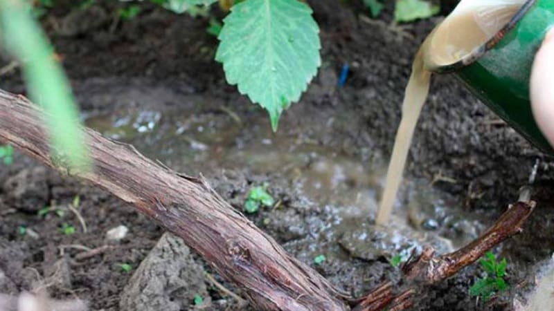 Instruções passo a passo: como cobrir adequadamente as uvas para o inverno