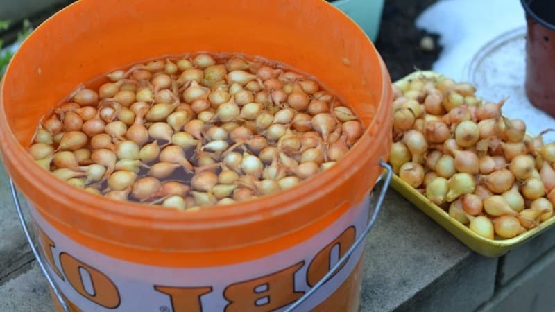 Istruzioni dettagliate per forzare le cipolle nelle verdure a casa e sul sito