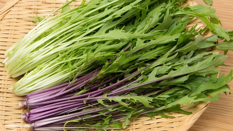 Mga panuntunan sa paghahasik at tampok ng lumalagong Japanese cabbage (mizuna)