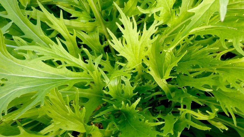 Mga panuntunan sa paghahasik at tampok ng lumalagong Japanese cabbage (mizuna)