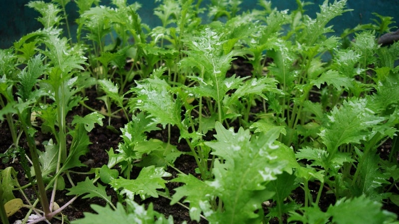 Mga panuntunan sa paghahasik at tampok ng lumalagong Japanese cabbage (mizuna)